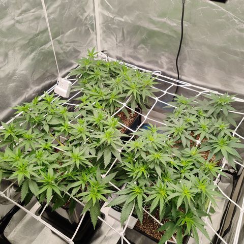Blackberry Gum growlog timeline photo