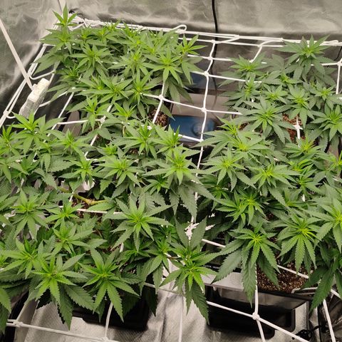 Blackberry Gum growlog timeline photo