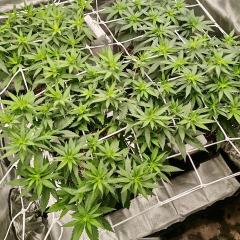 Blackberry Gum growlog timeline photo