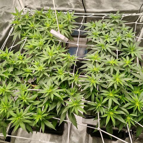 Blackberry Gum growlog timeline photo