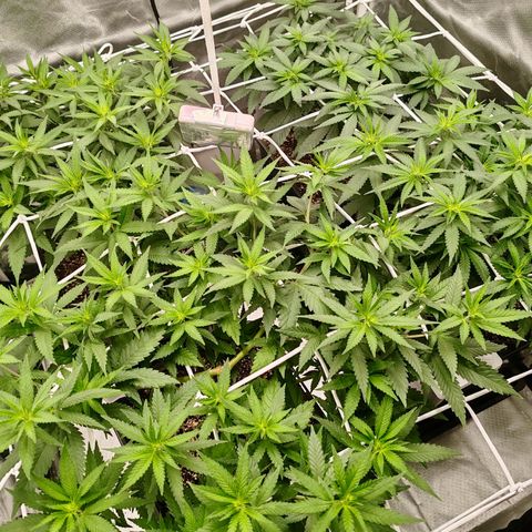 Blackberry Gum growlog timeline photo