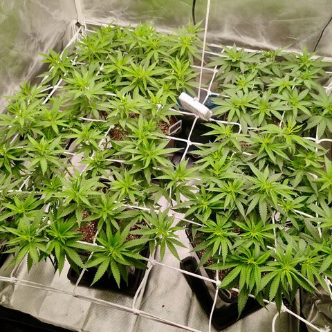 Blackberry Gum growlog photo: Flora Día 1
