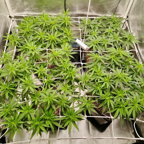 Blackberry Gum growlog photo: Flora Día 1