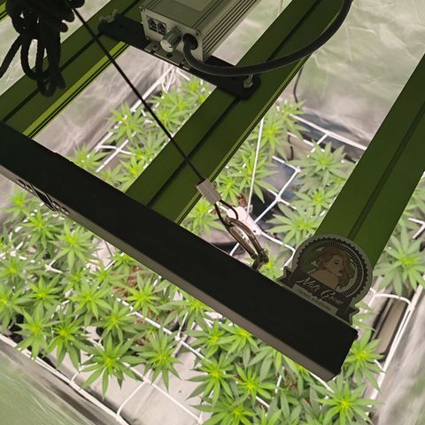 Blackberry Gum growlog photo: Flora Día 1