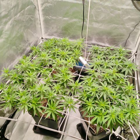 Blackberry Gum growlog photo: Flora Día 1