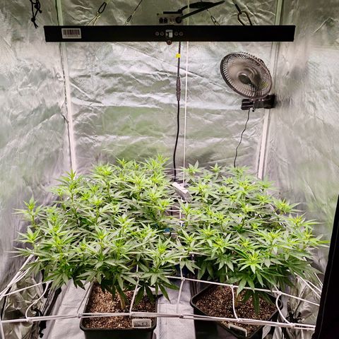 Blackberry Gum growlog photo: Floración semana 1