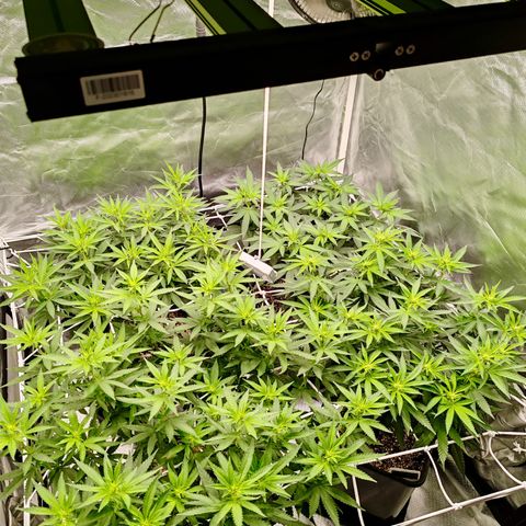 Blackberry Gum growlog photo: Floración semana 1