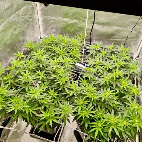 Blackberry Gum growlog photo: Floración semana 1