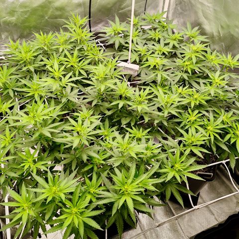 Blackberry Gum growlog photo: Floración semana 1