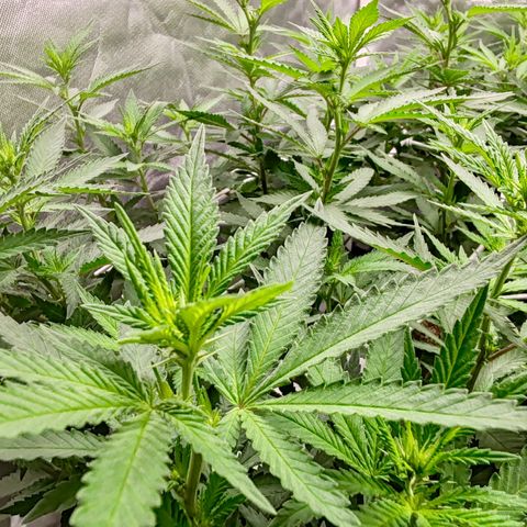 Blackberry Gum growlog photo: Floración semana 1
