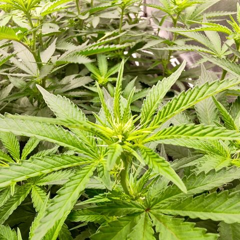 Blackberry Gum growlog photo: Floración semana 1
