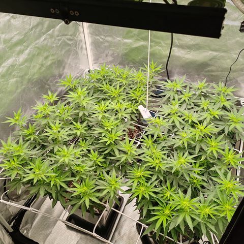 Blackberry Gum growlog photo: Floración semana 1