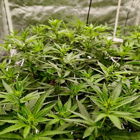 Blackberry Gum growlog photo: Floración semana 1