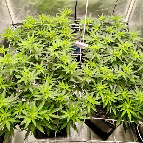 Blackberry Gum growlog photo: Floración semana 1