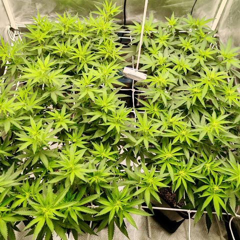 Blackberry Gum growlog photo: Floración semana 1