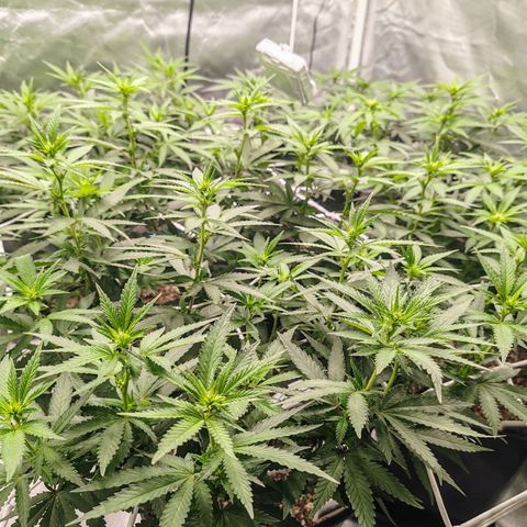 Blackberry Gum growlog photo: Stretching 