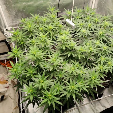 Blackberry Gum growlog photo: Floración Semana 2