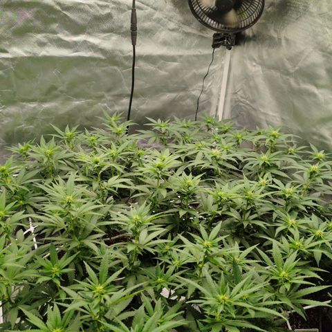 Blackberry Gum growlog photo: Floración Semana 2