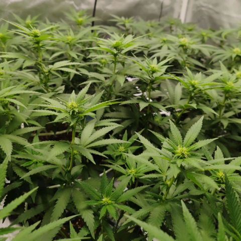 Blackberry Gum growlog photo: Floración Semana 2