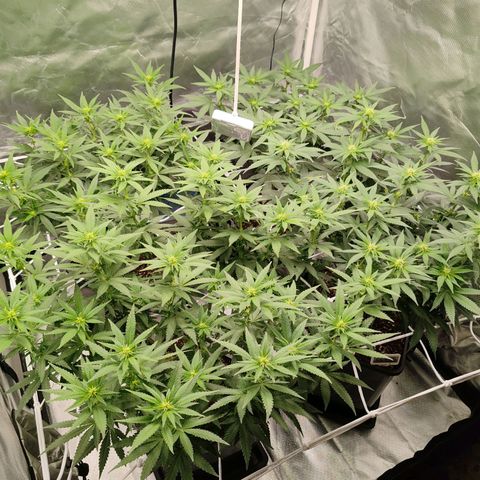 Blackberry Gum growlog photo: Floración Semana 2