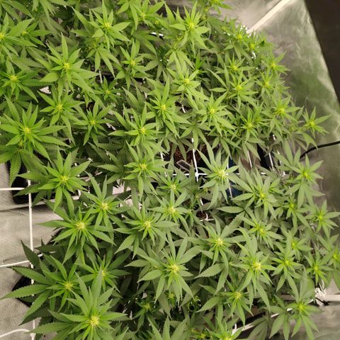 Blackberry Gum growlog photo: Floración Semana 2
