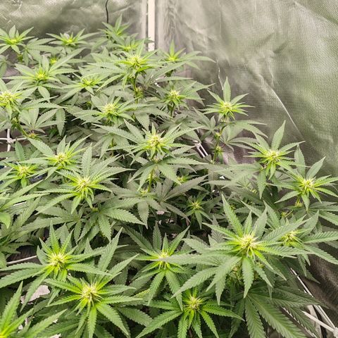 Blackberry Gum growlog timeline photo