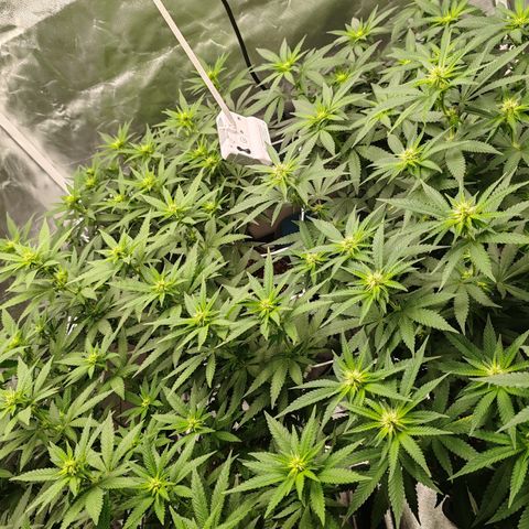Blackberry Gum growlog timeline photo
