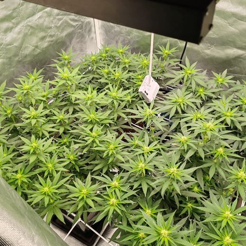 Blackberry Gum growlog timeline photo