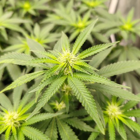 Blackberry Gum growlog timeline photo