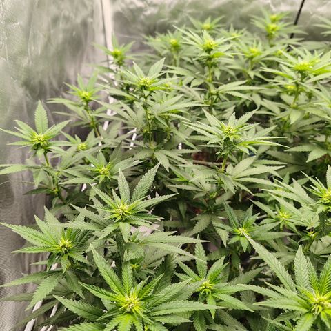 Blackberry Gum growlog timeline photo
