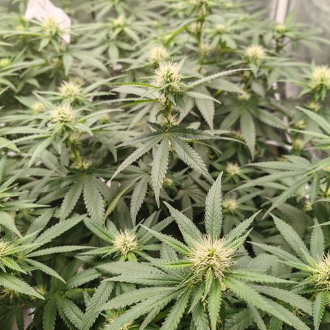 Blackberry Gum growlog timeline photo
