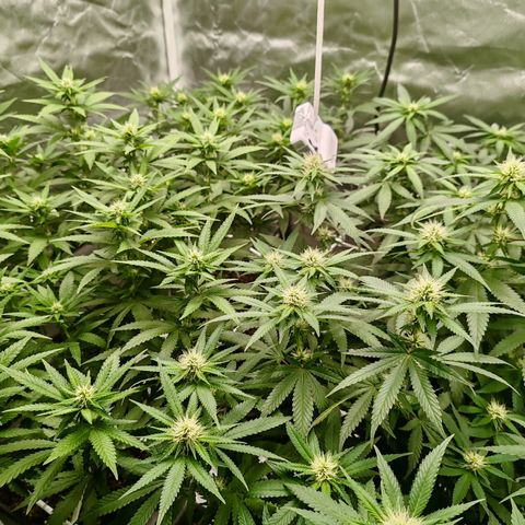 Blackberry Gum growlog timeline photo