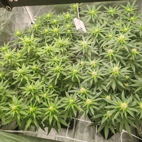 Blackberry Gum growlog photo: Día 21, 3 semanas de flora 