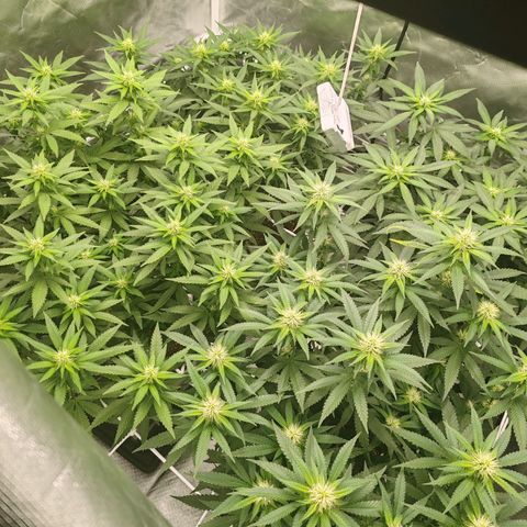 Blackberry Gum growlog photo: Día 21, 3 semanas de flora 
