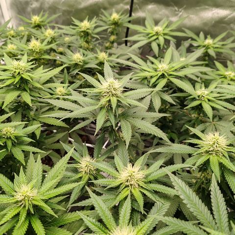 Blackberry Gum growlog photo: Semana 3, después de poda día 21 