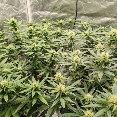 Blackberry Gum growlog photo: Semana 3, después de poda día 21 