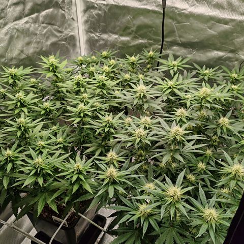 Blackberry Gum growlog photo: Semana 3, después de poda día 21 
