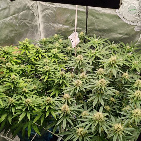 Blackberry Gum growlog photo: Semana 4
