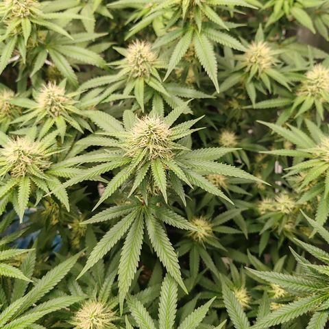Blackberry Gum growlog photo: Semana 4