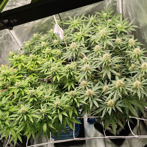 Blackberry Gum growlog photo: Semana 4