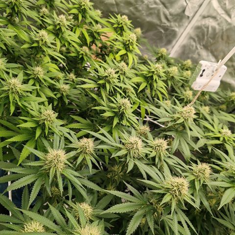 Blackberry Gum growlog photo: Semana 4