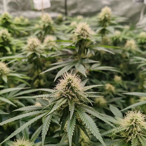 Blackberry Gum growlog photo: Semana 4