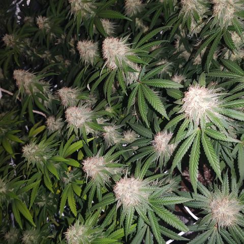 Blackberry Gum growlog photo: Semana 5