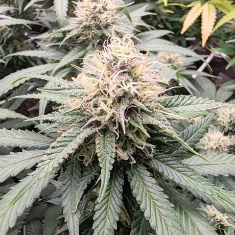 Blackberry Gum growlog photo: Semana 5
