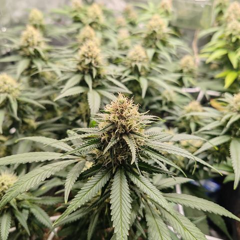 Blackberry Gum growlog photo: Semana 5