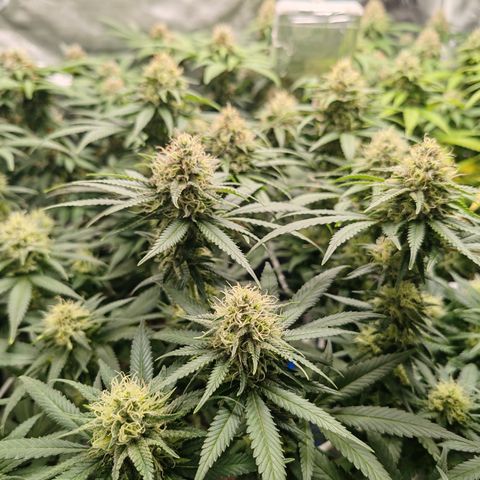 Blackberry Gum growlog photo: Semana 5