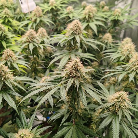 Blackberry Gum growlog photo: Semana 5