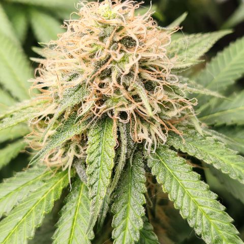 Blackberry Gum growlog photo: Semana 5