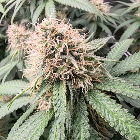Blackberry Gum growlog photo: Semana 5
