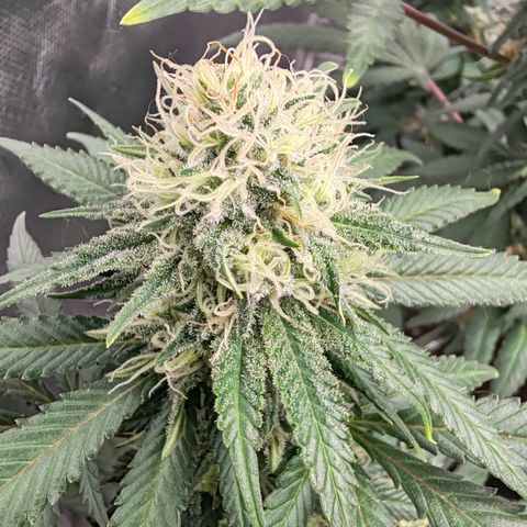Blackberry Gum growlog photo: Semana 5